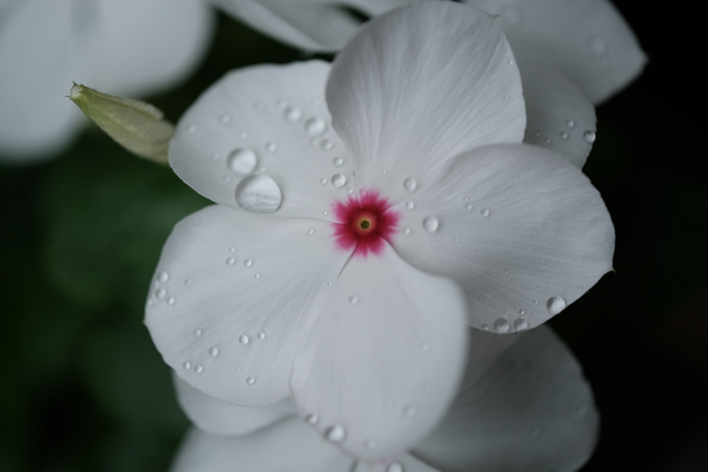 町内花散歩43