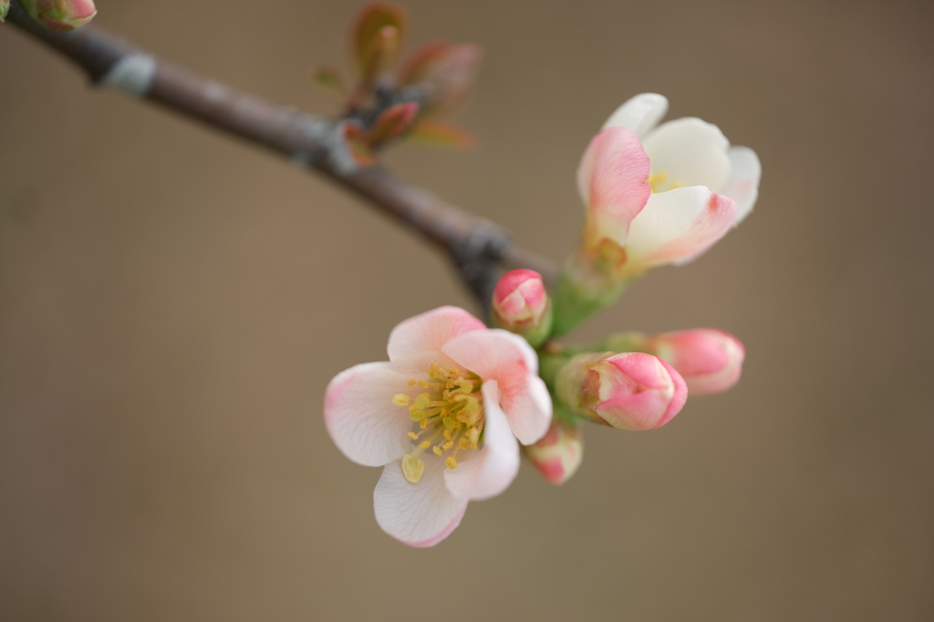 町内花散歩５