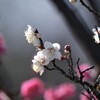 白梅