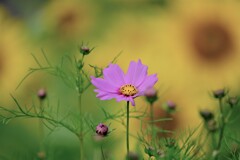 コスモスとひまわり