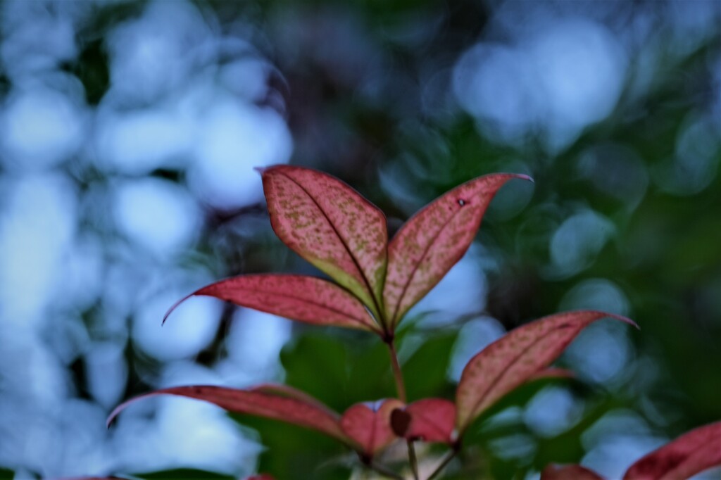 遅すぎる紅葉