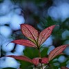 遅すぎる紅葉