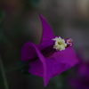 町内花散歩123