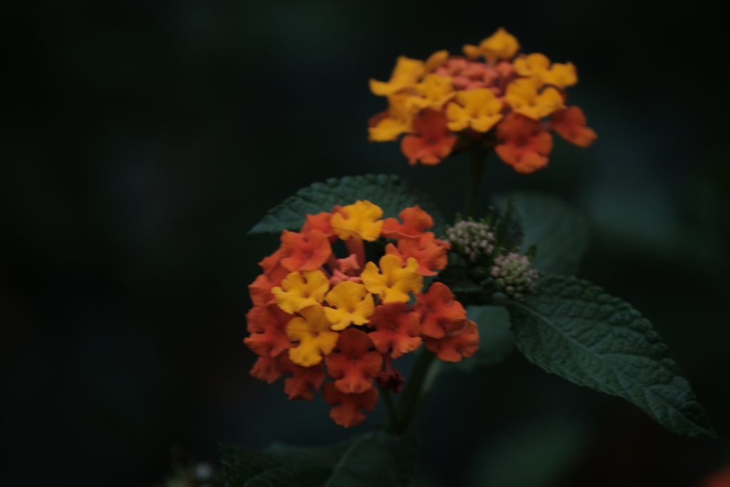町内花散歩47