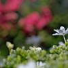 町内花散歩94