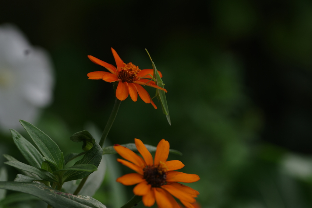 町内花散歩44