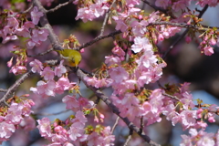 河津桜とメジロ