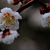 洞慶院21