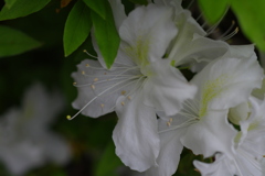 蓮華寺公園1