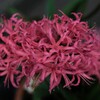 町内花散歩59