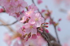 河津桜３