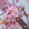 河津桜３