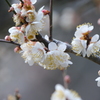 白梅４