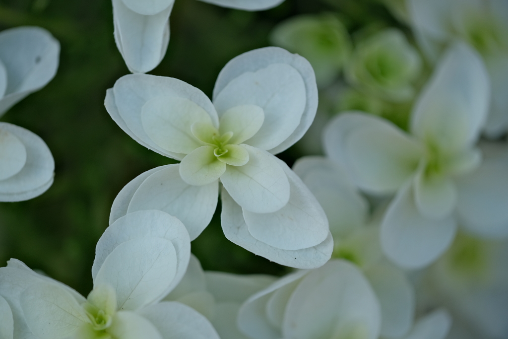 町内花散歩93