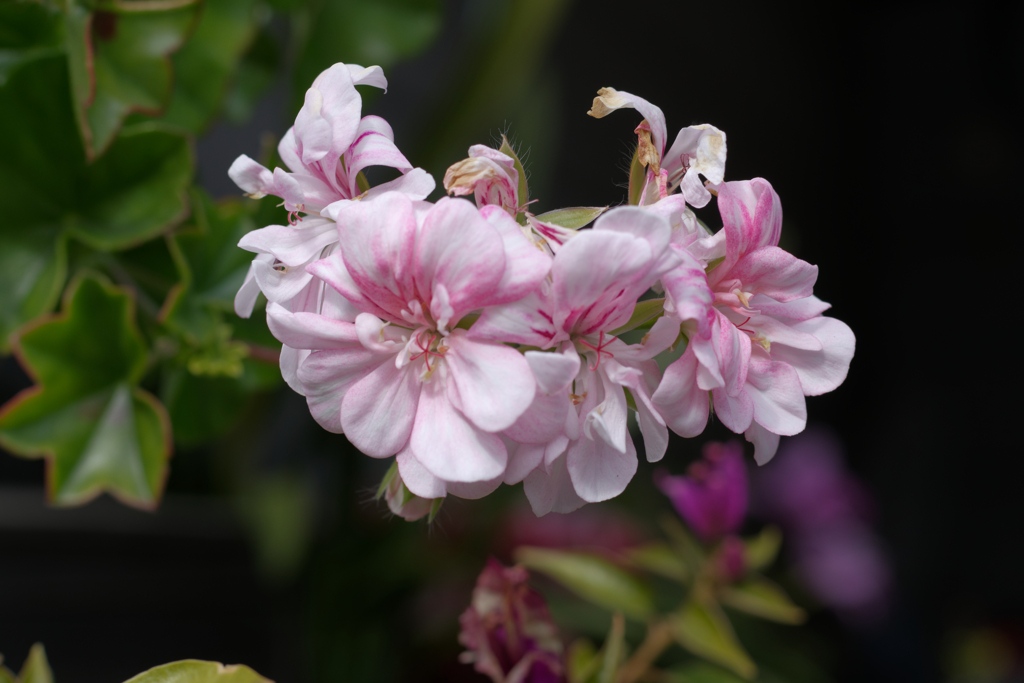 町内花散歩66