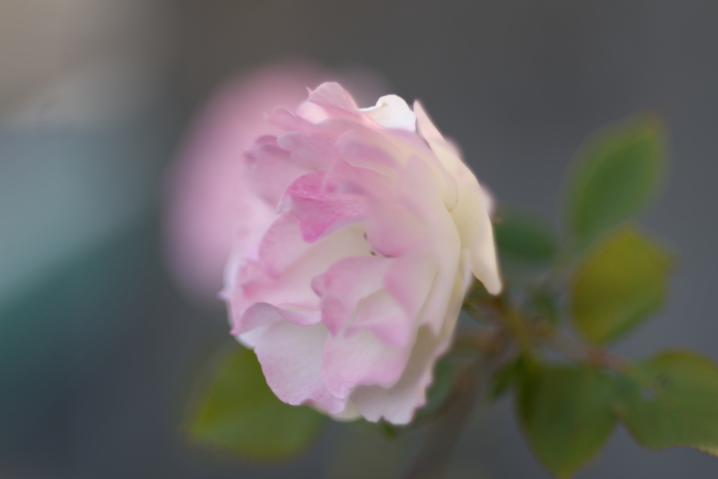 町内花散歩63