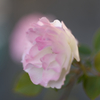 町内花散歩63