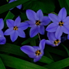町内花散歩77