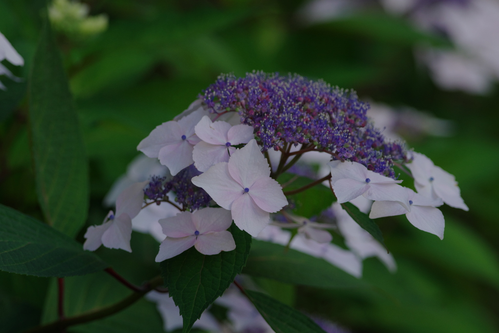 町内花散歩97