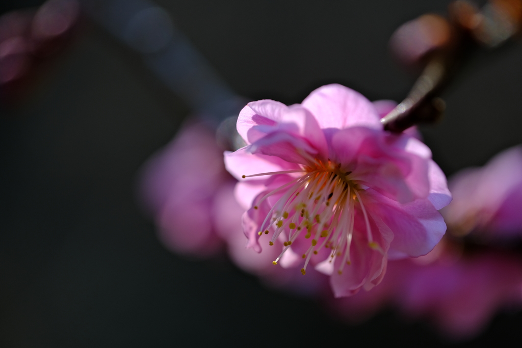 蓮華寺3