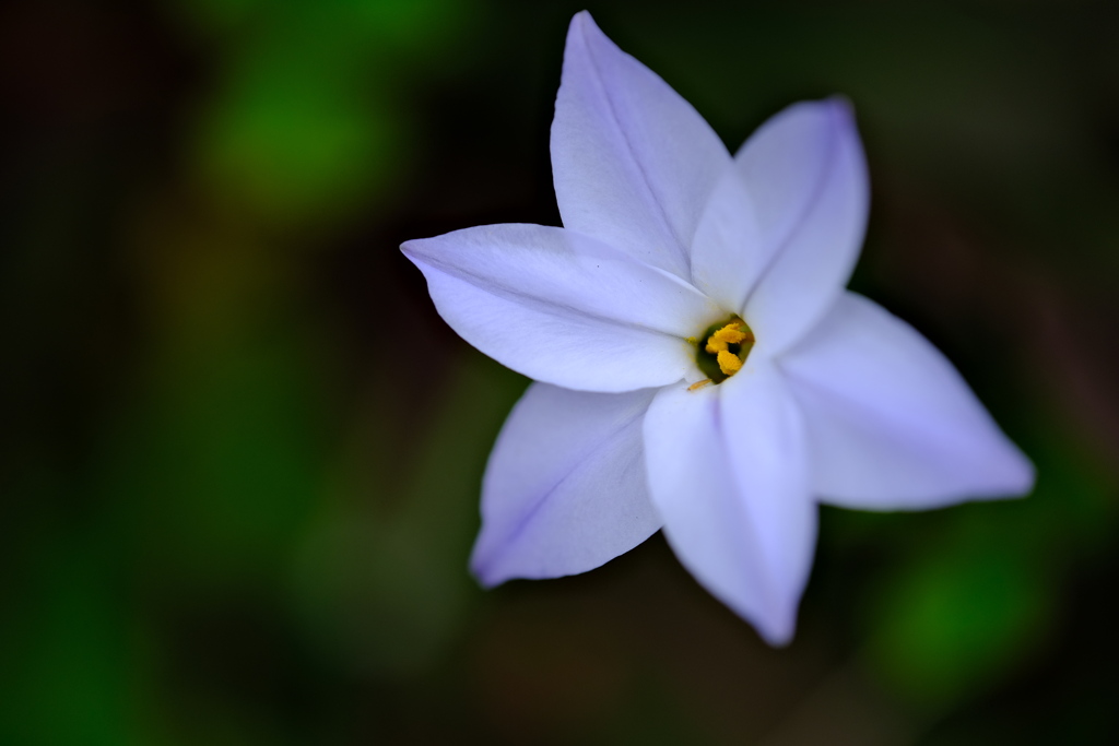 町内花散歩122