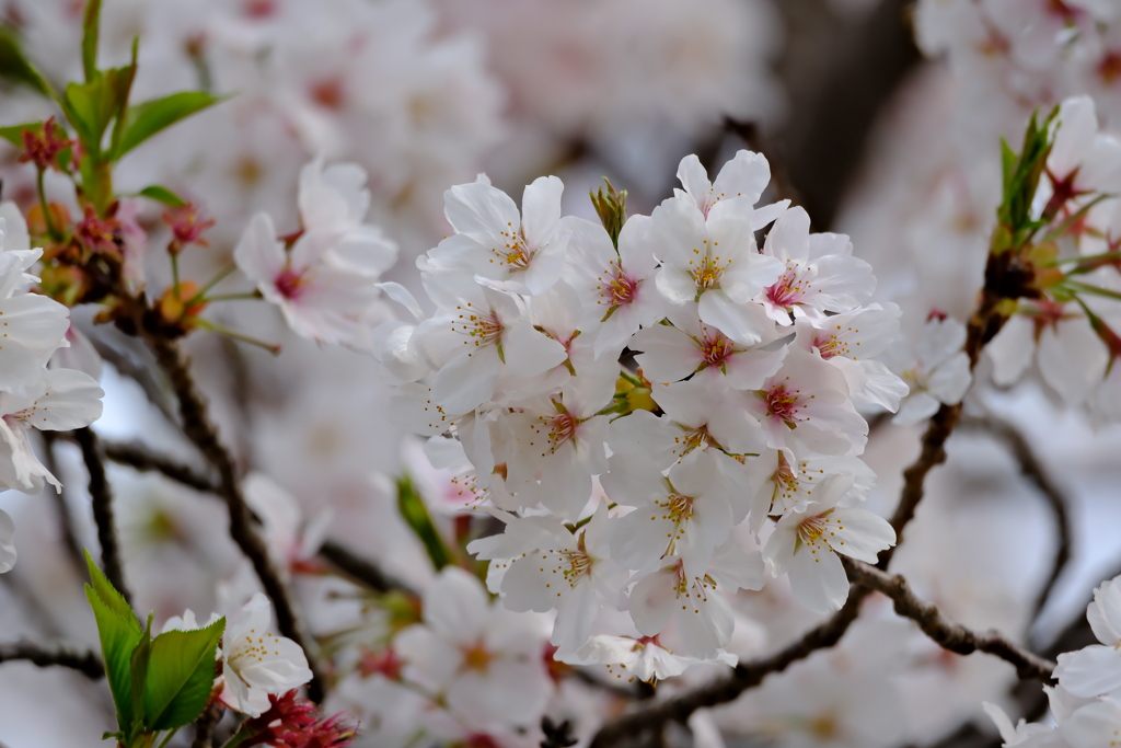 町内花散歩125