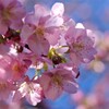河津桜２
