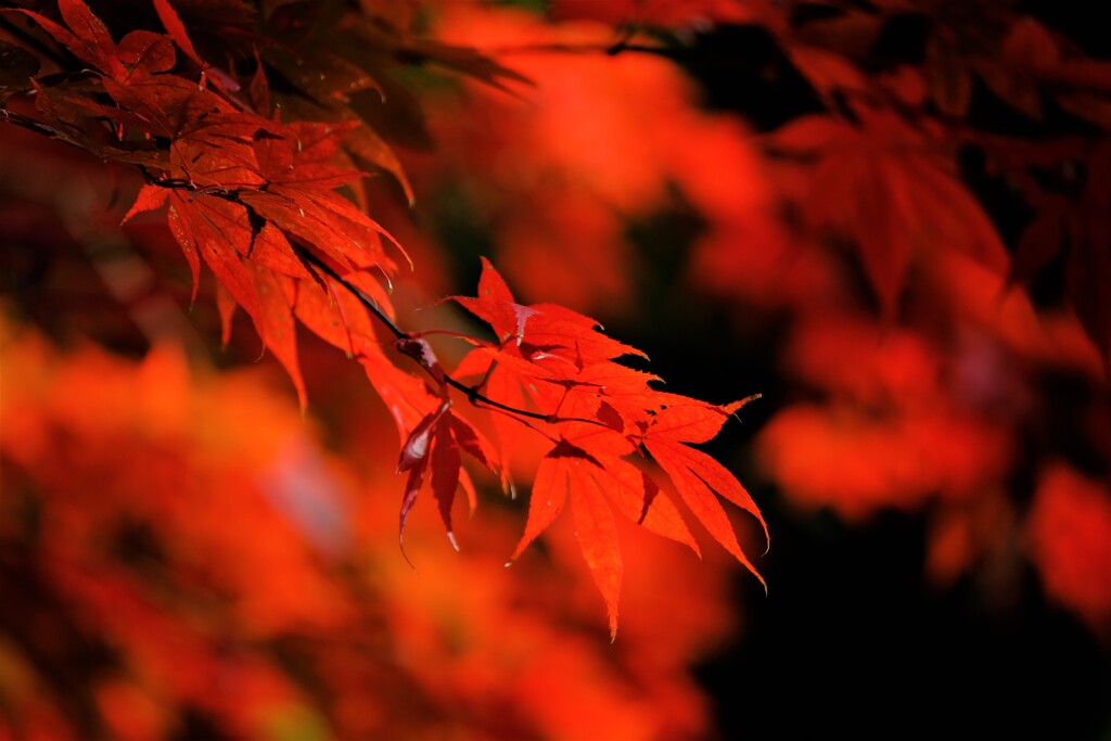 紅葉２