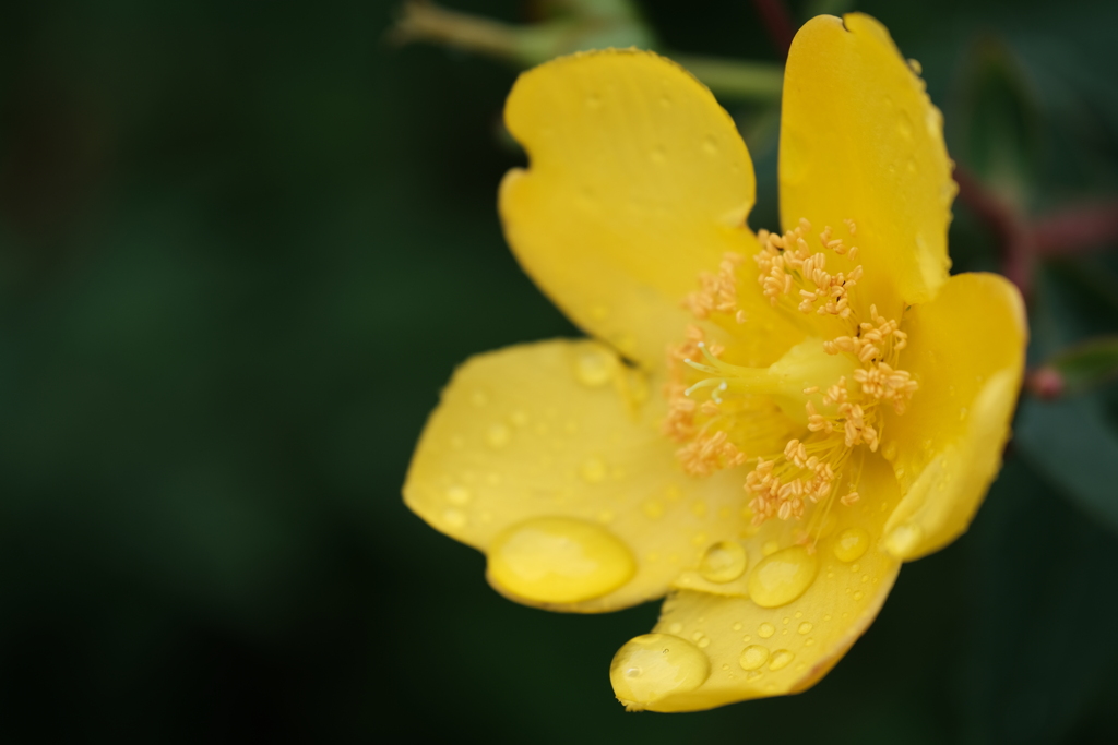 町内花散歩30