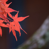 洞慶院3
