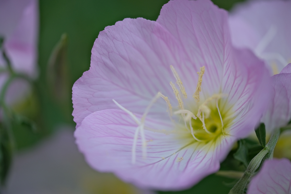 町内花散歩87