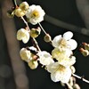白梅３