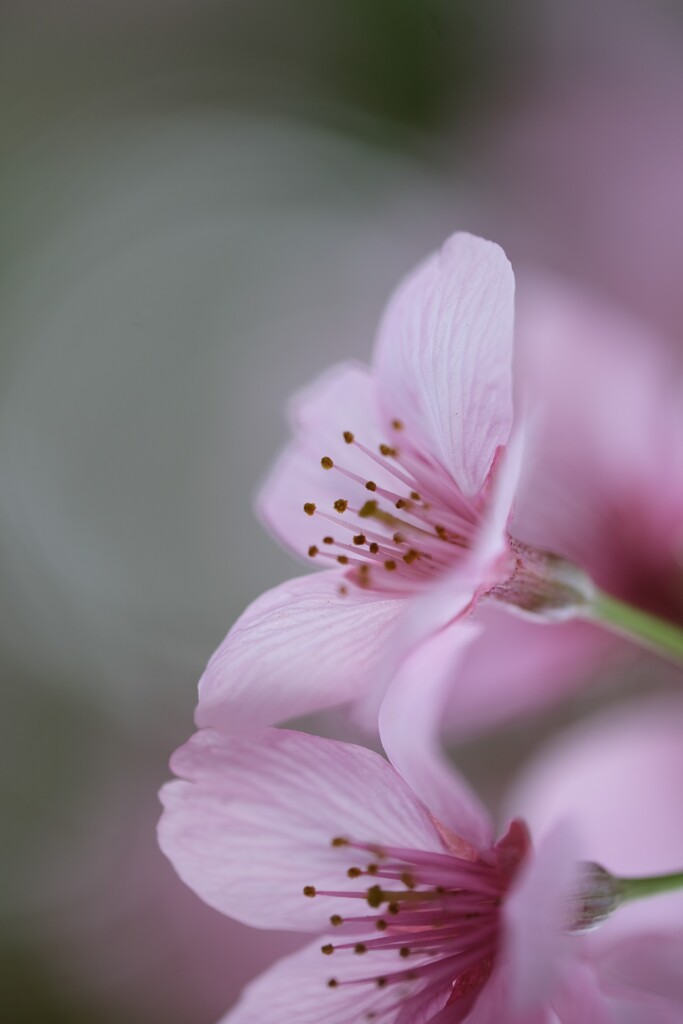 町内花散歩２