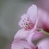 町内花散歩２