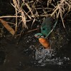 カワセミ