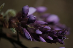 フジの蕾