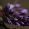フジの蕾