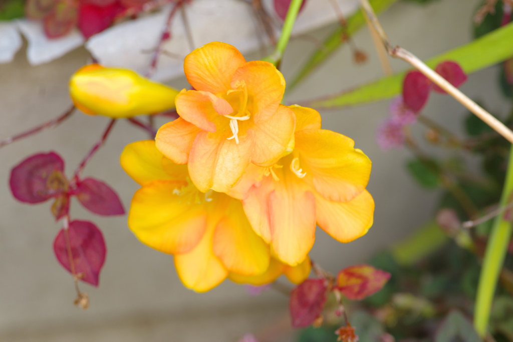 町内花散歩73