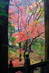 額の中の紅葉