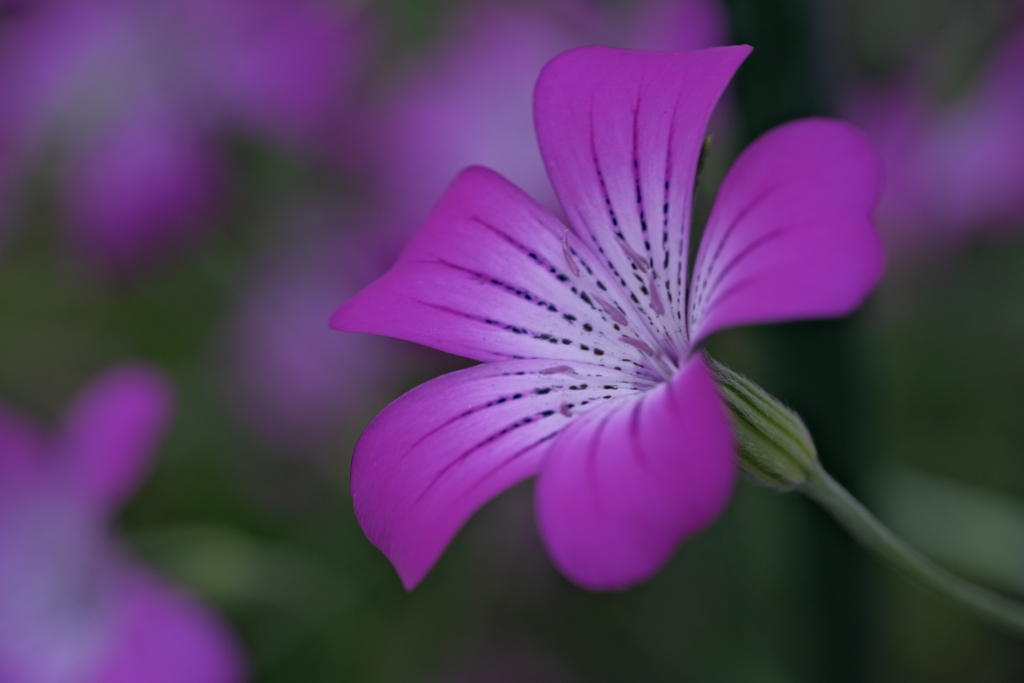 町内花散歩88