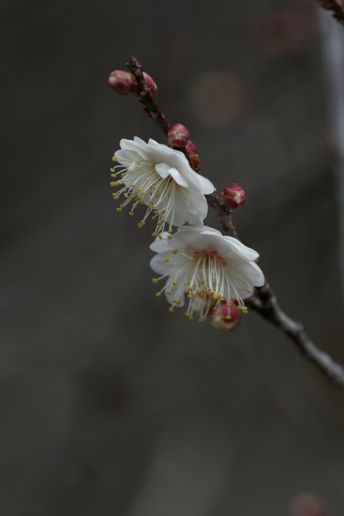 洞慶院17