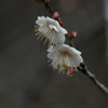 洞慶院17