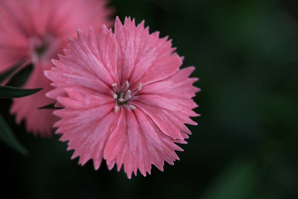 町内花散歩57