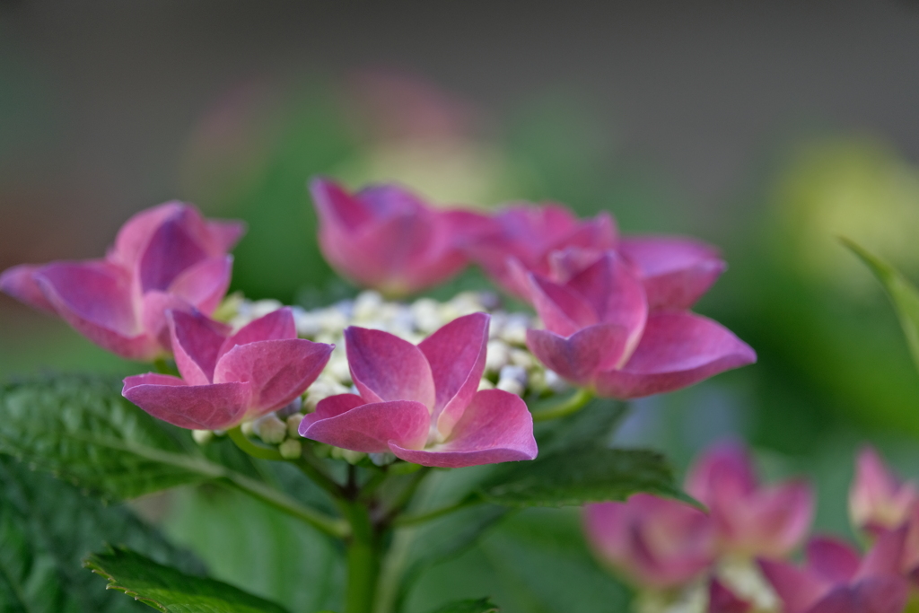 町内花散歩92