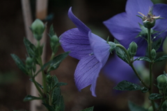 町内花散歩29