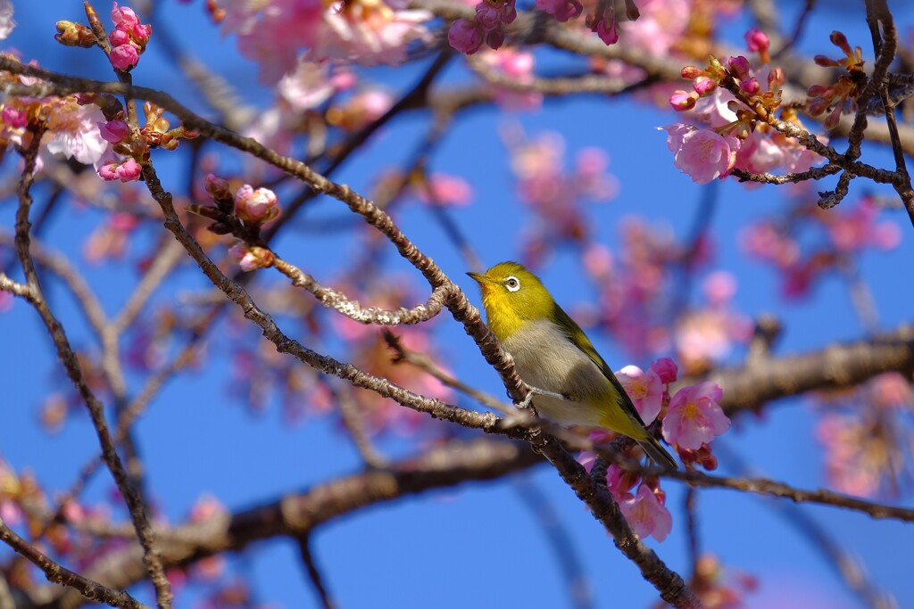 美和桜1