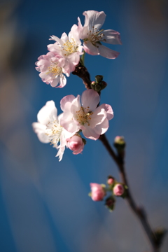 町内花散歩52