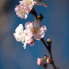 町内花散歩52