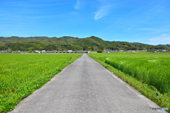 田舎道を行く