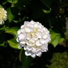 白紫陽花(^^)